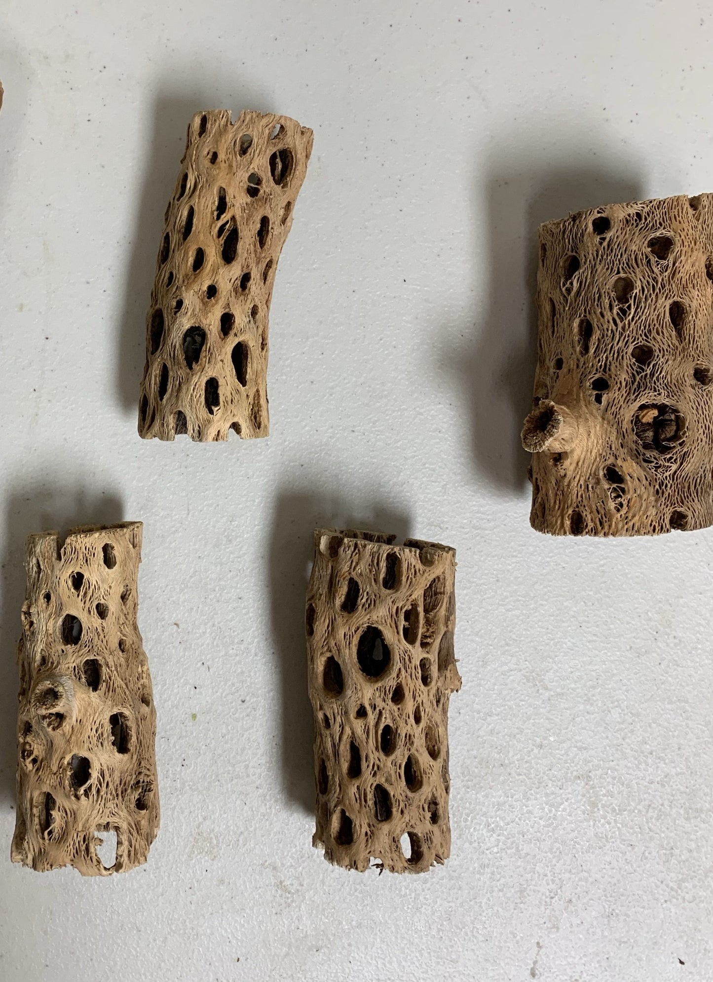teddy bear cholla wood tunnel tube