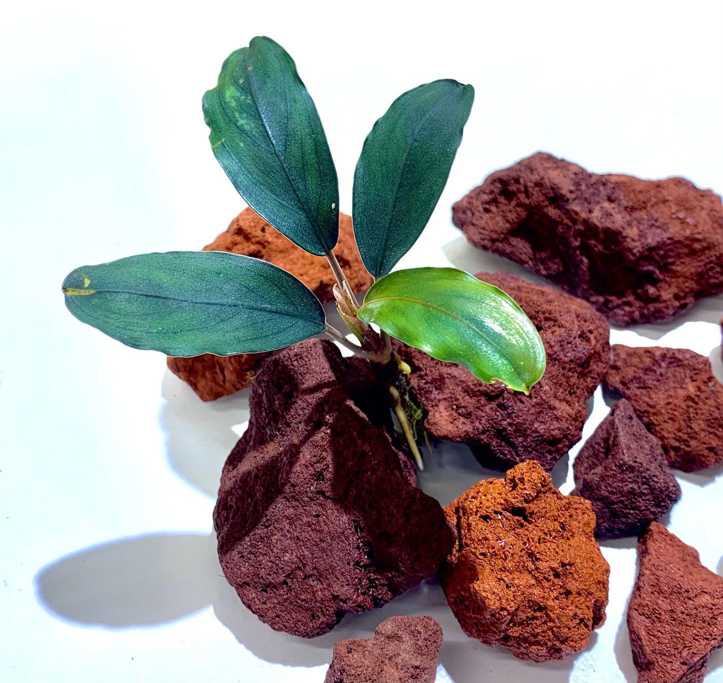 bucephalandra green broad leaf