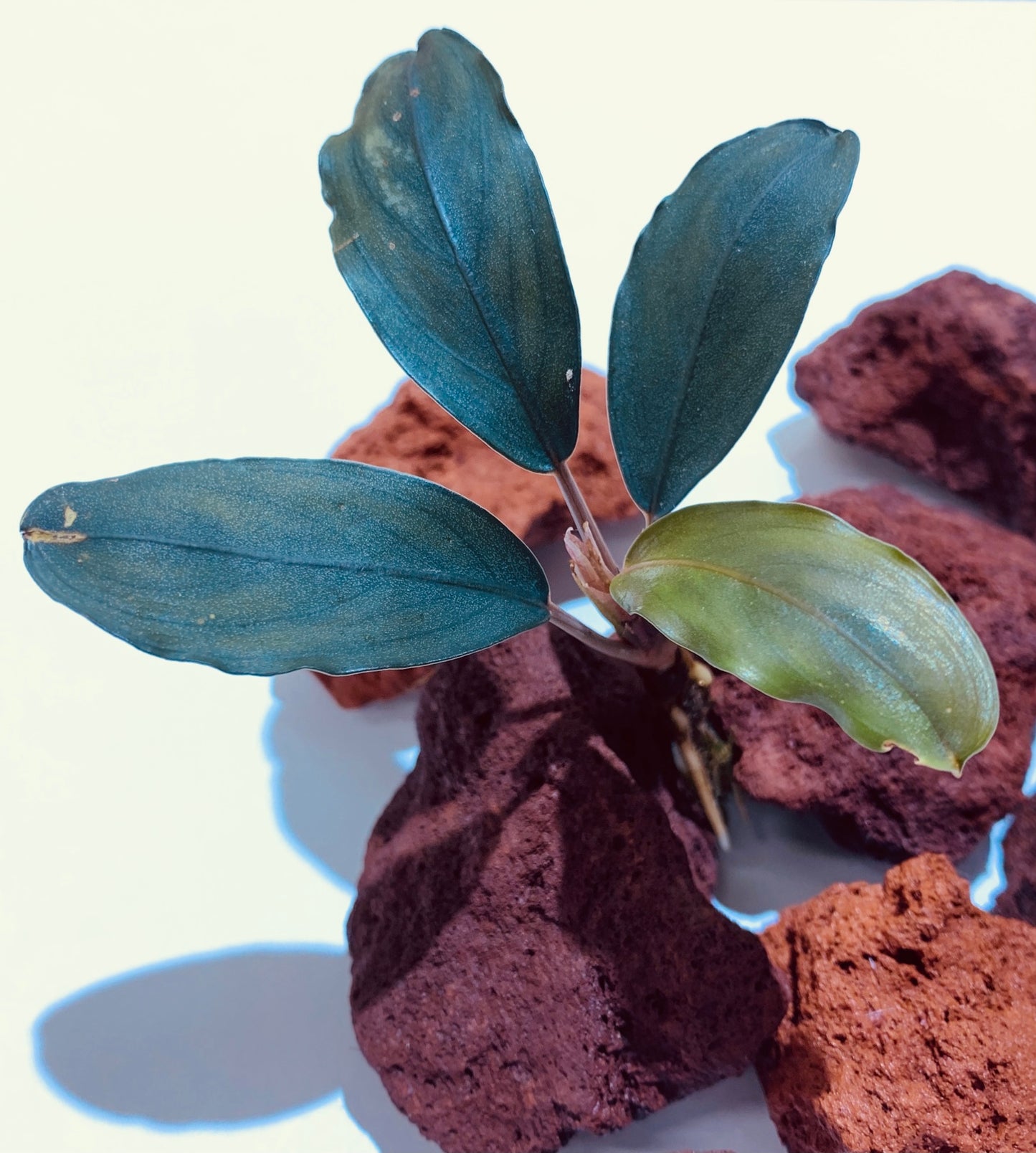 bucephalandra green broad leaf