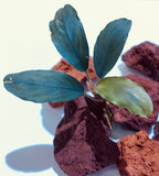 bucephalandra green broad leaf 