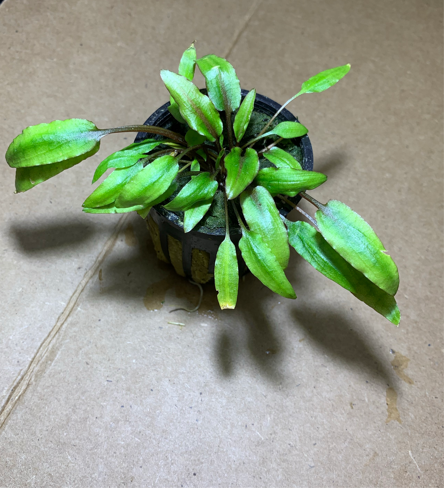 live aquarium plant cryptocoryne wendtii green