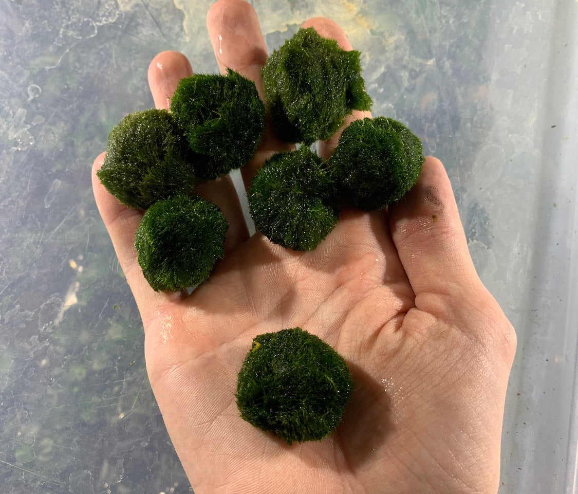6 Marimo Moss balls for the price of 5 – Live Aquarium Plants