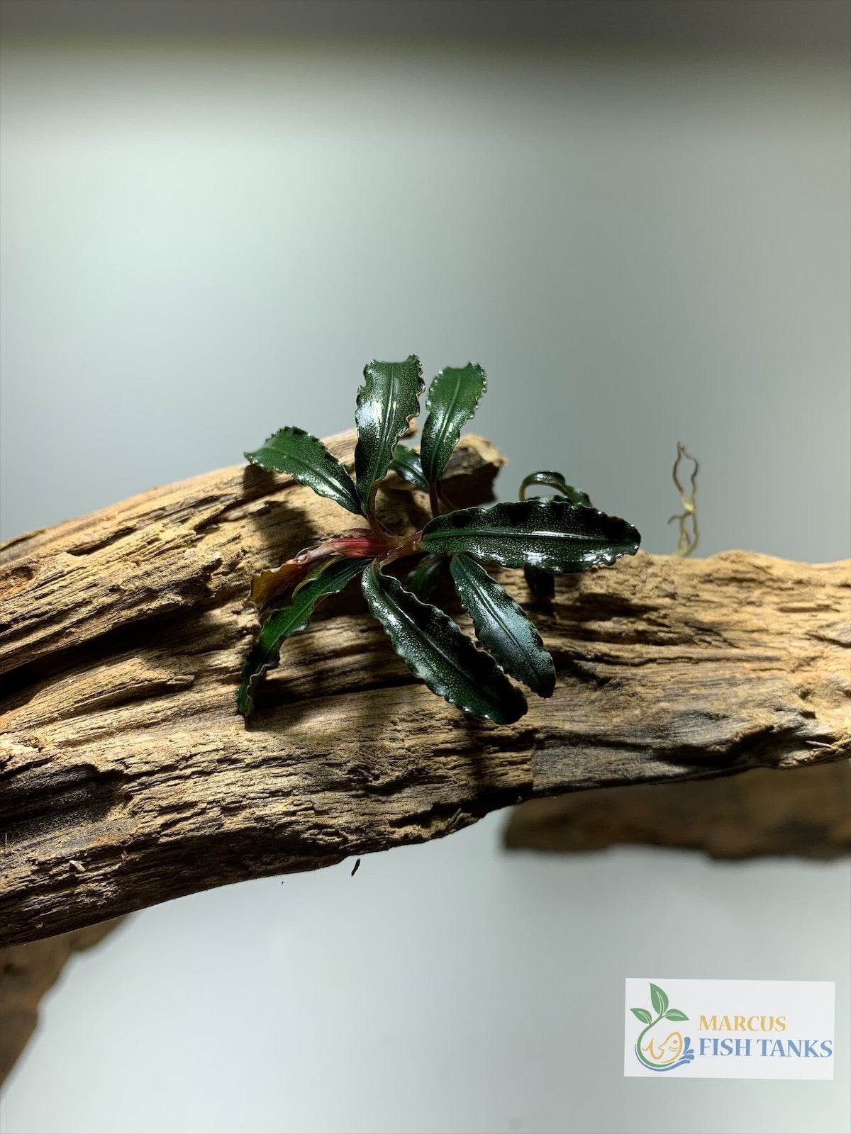 Bucephalandra Buce Godzilla live aquarium plant