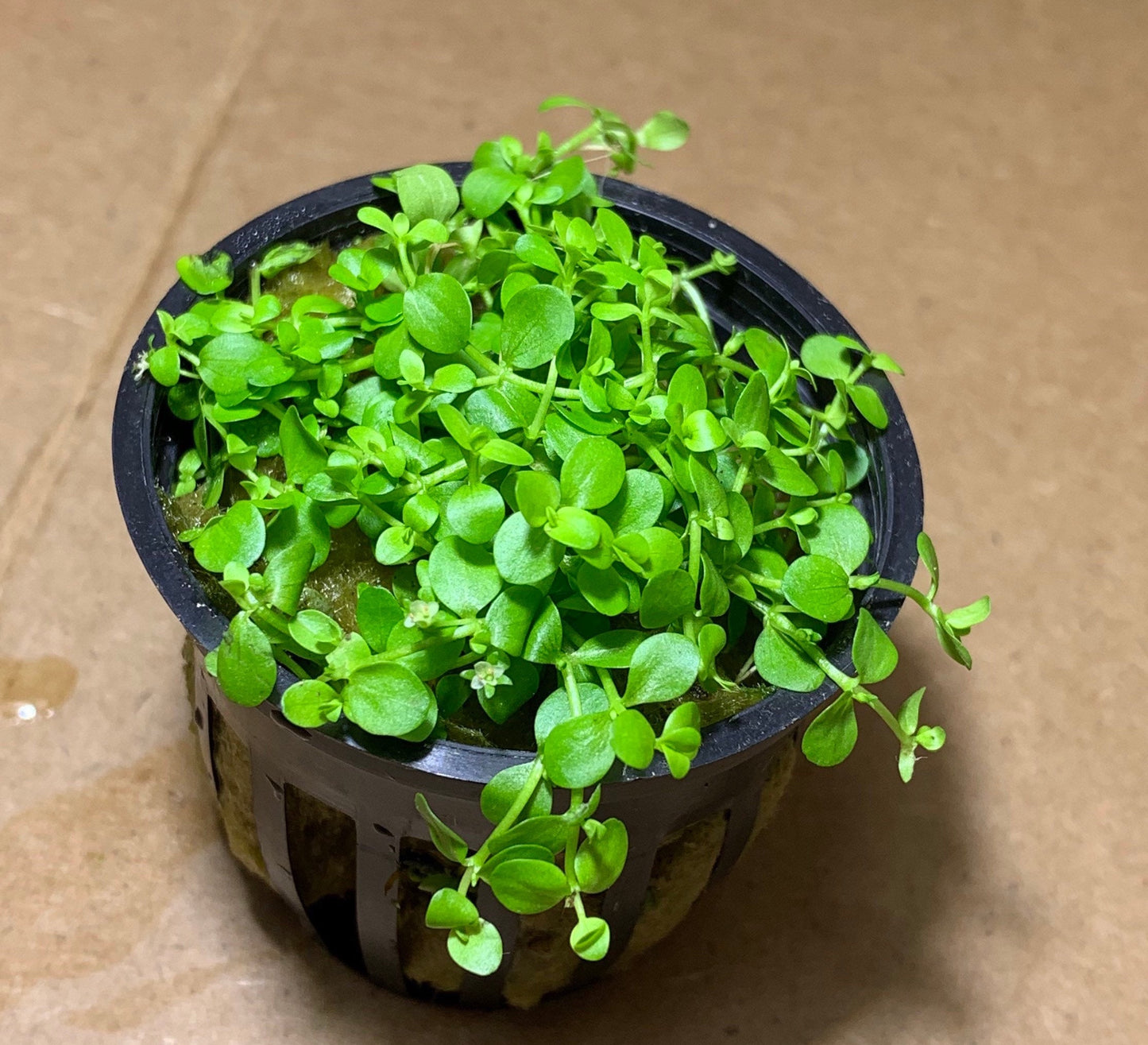 micranthemum monte carlo live aquarium plant