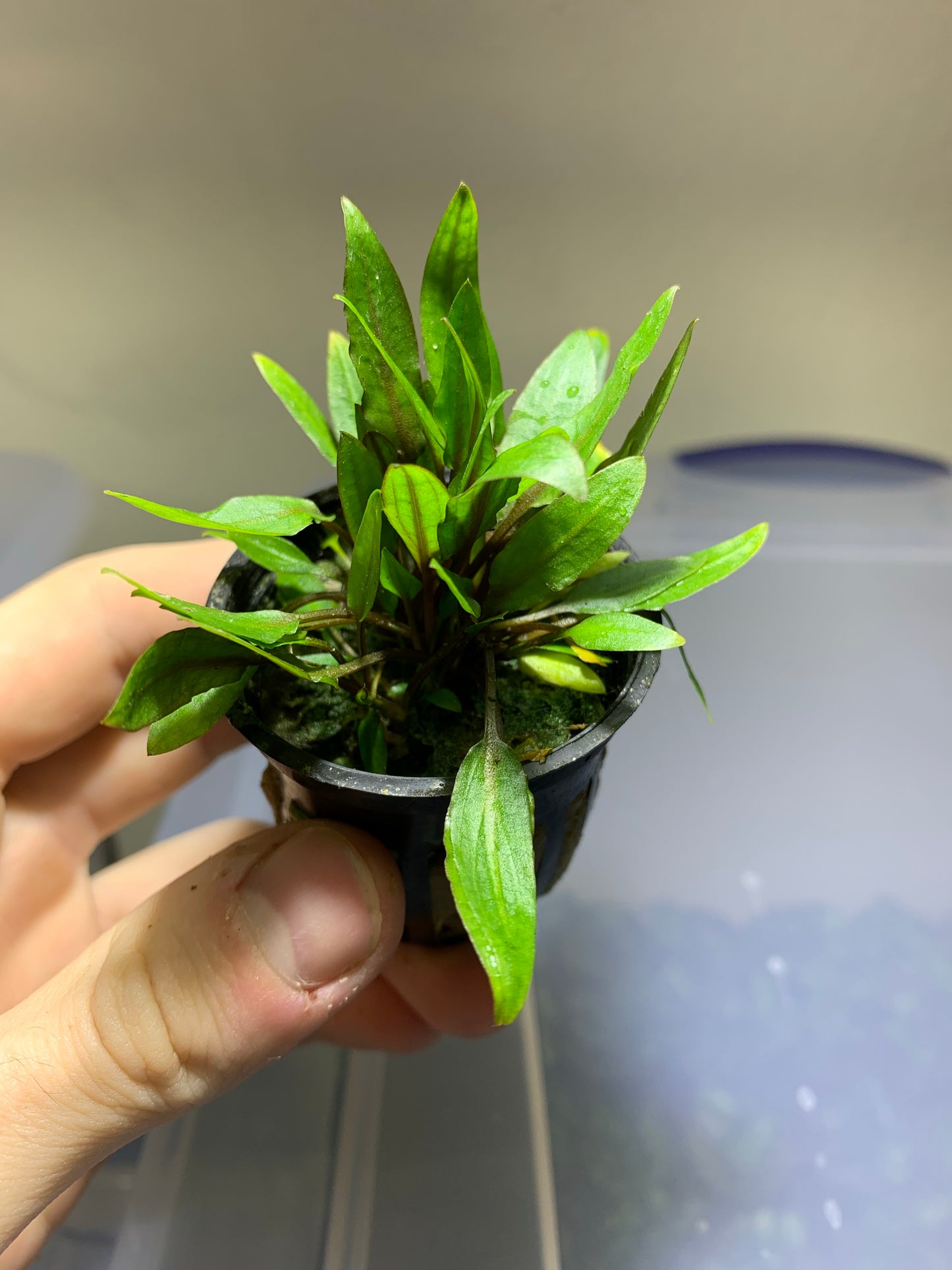 live aquarium plant cryptocoryne wendtii green