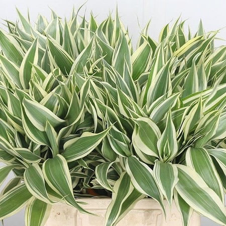 dracaena variegatus Sanderiana Variegated (Dracaena Sanderiana)