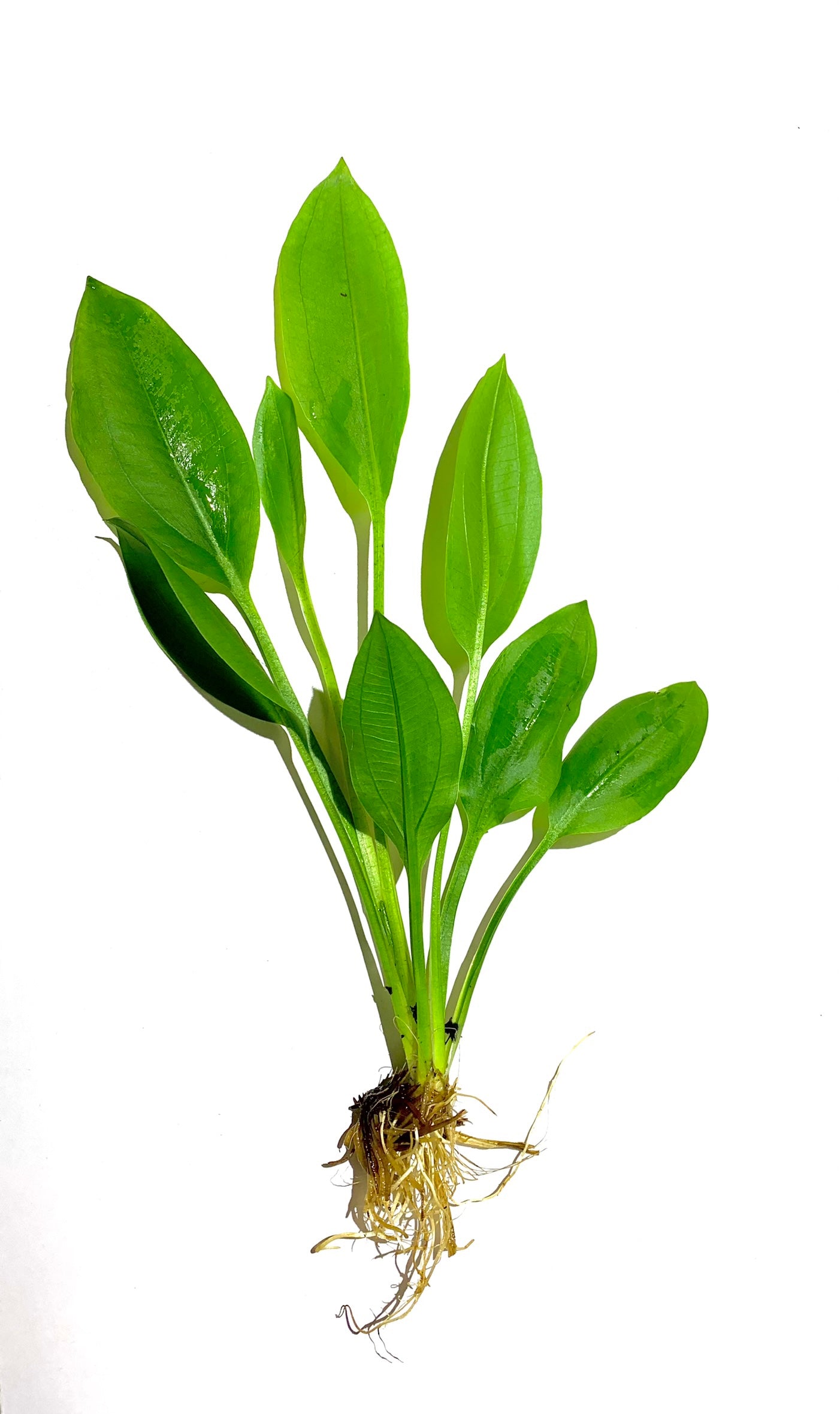Amazon Sword Echinodorus Bleheri