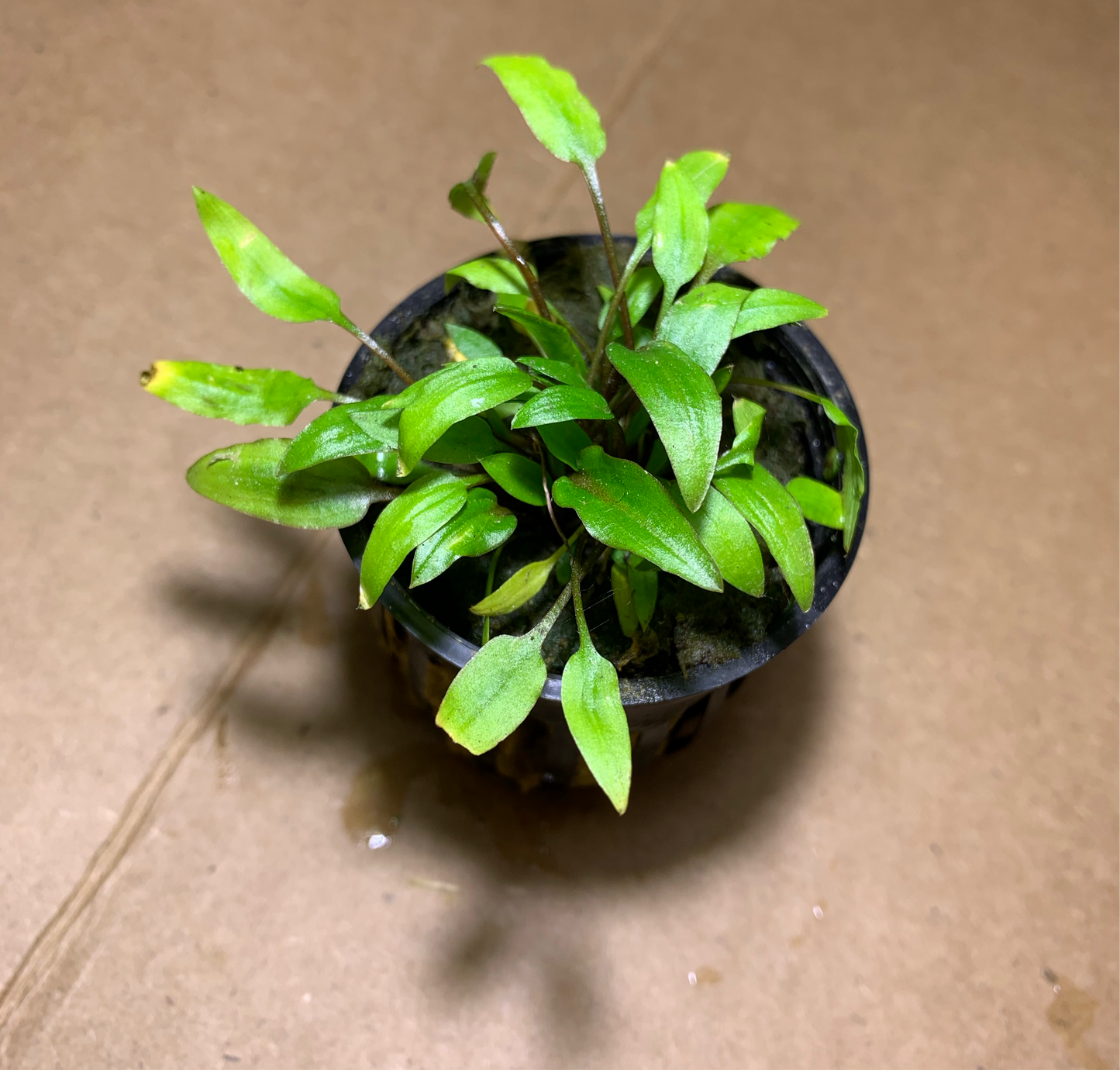live aquarium plant cryptocoryne wendtii green