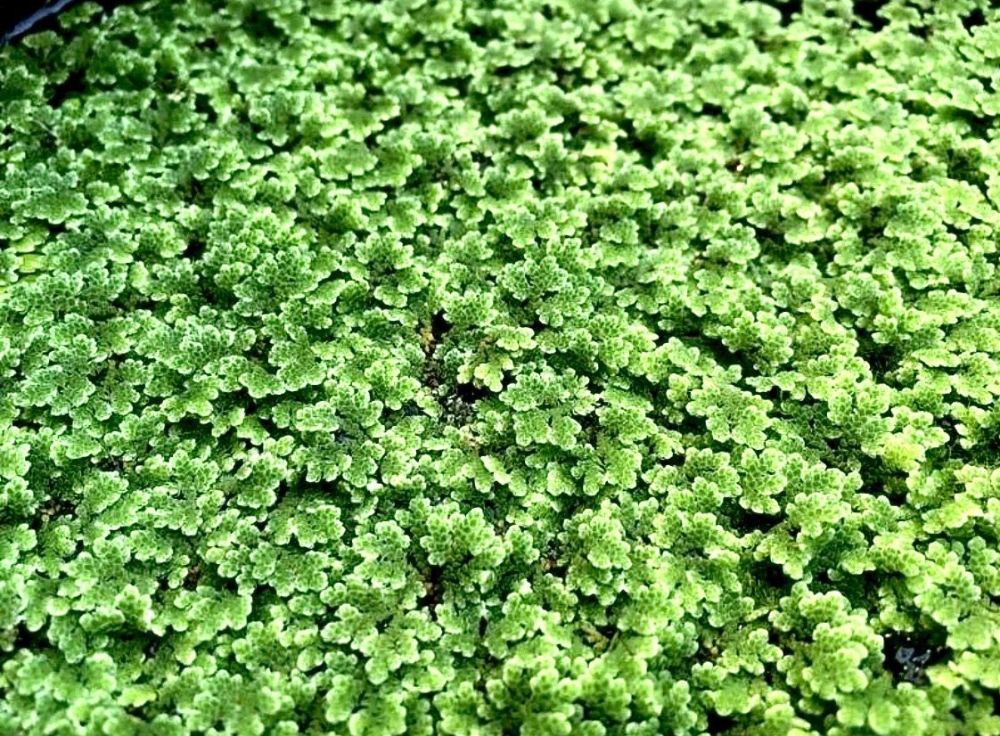 Azolla Filiculoides live floating aquarium plant