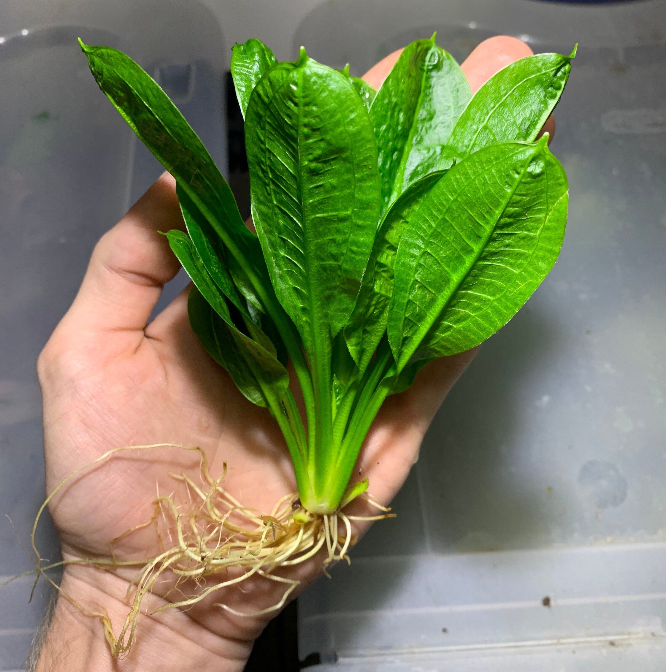 What Are Rosette Aquarium Plants?