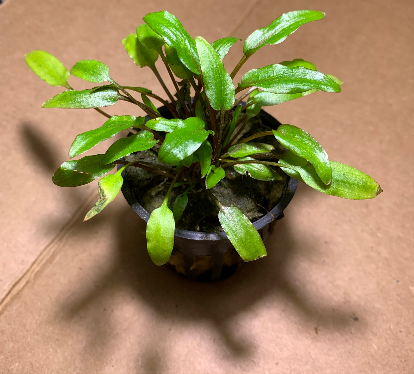 live aquarium plant cryptocoryne wendtii green