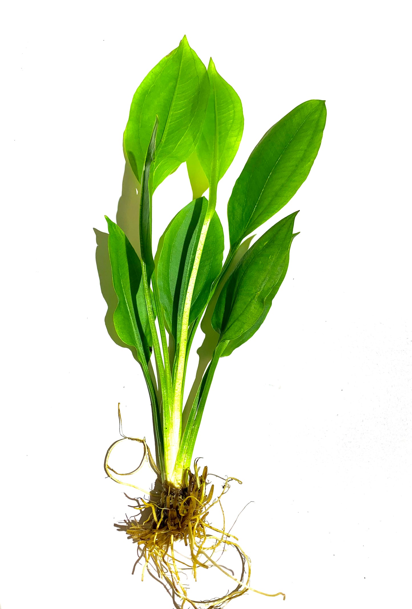 Amazon Sword Echinodorus Bleheri