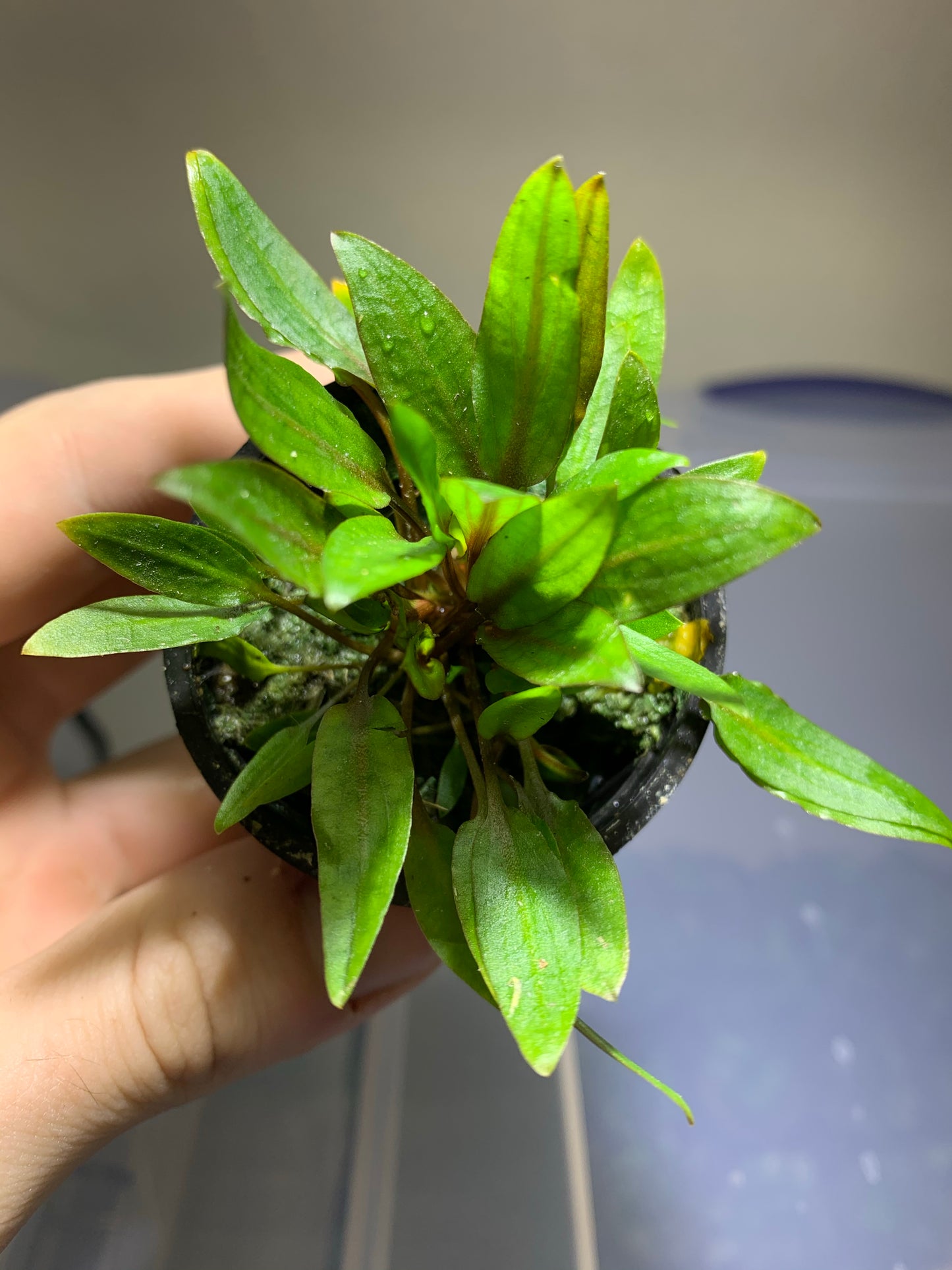 live aquarium plant cryptocoryne wendtii green