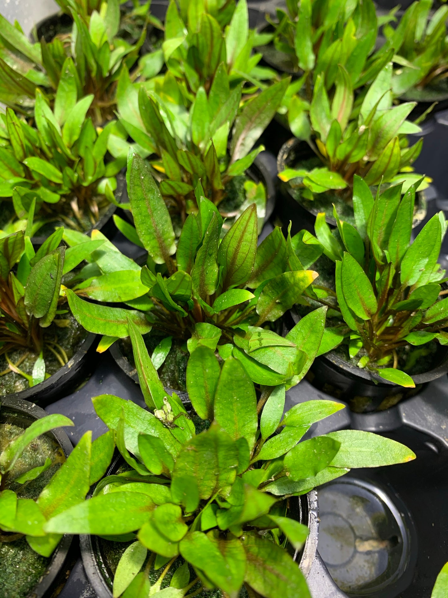 live aquarium plant cryptocoryne wendtii green