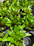 live aquarium plant cryptocoryne wendtii green