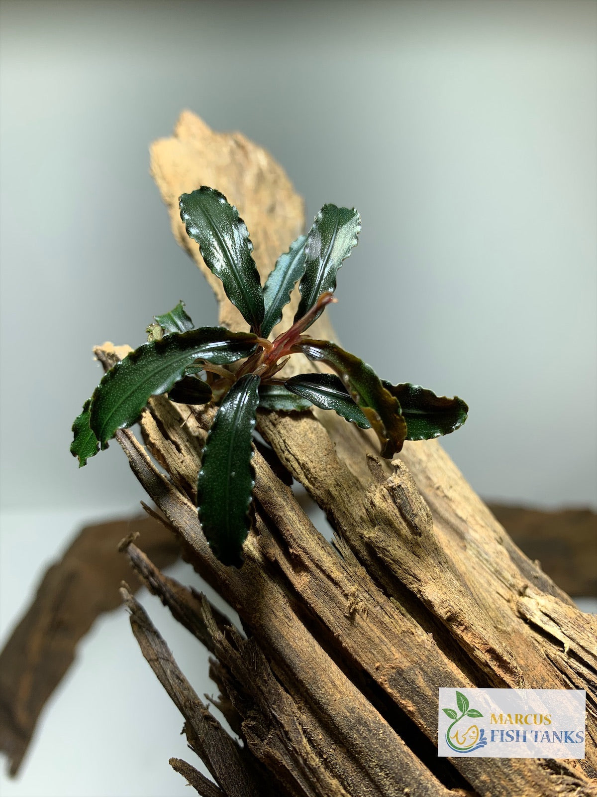 Bucephalandra Buce Godzilla live aquarium plant