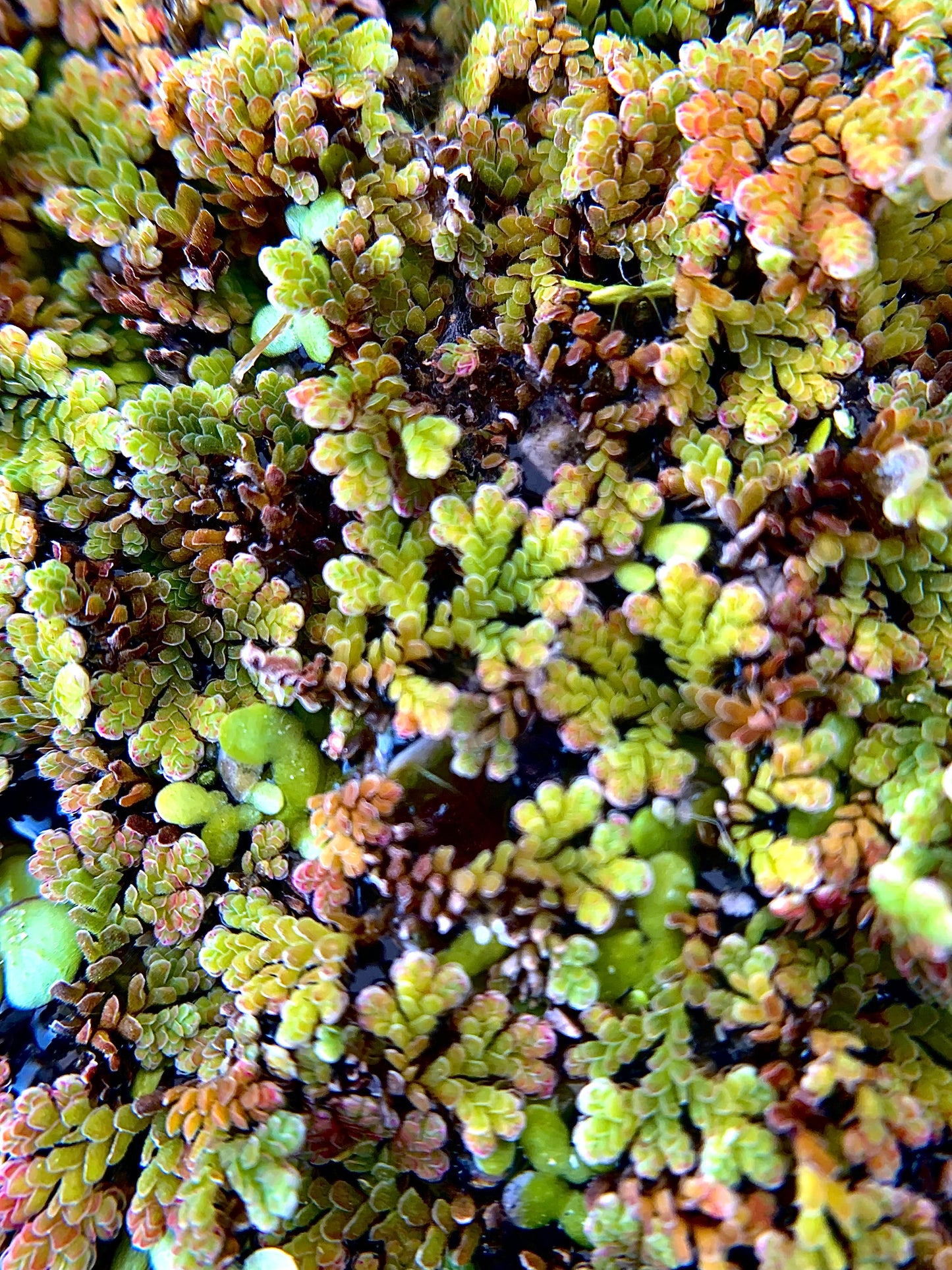 Azolla Filiculoides floating aquarium plant