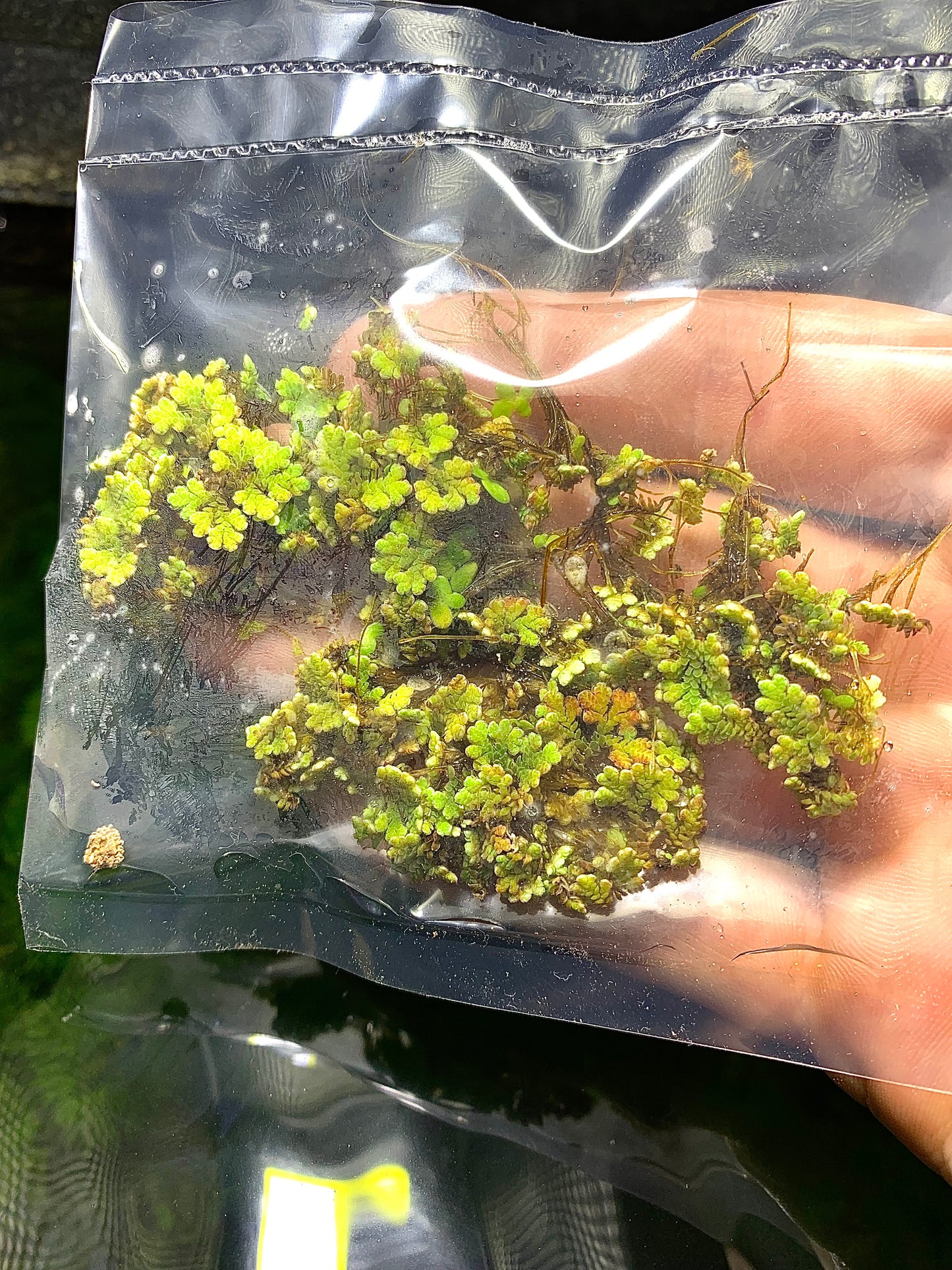 Azolla Filiculoides live floating aquarium plant