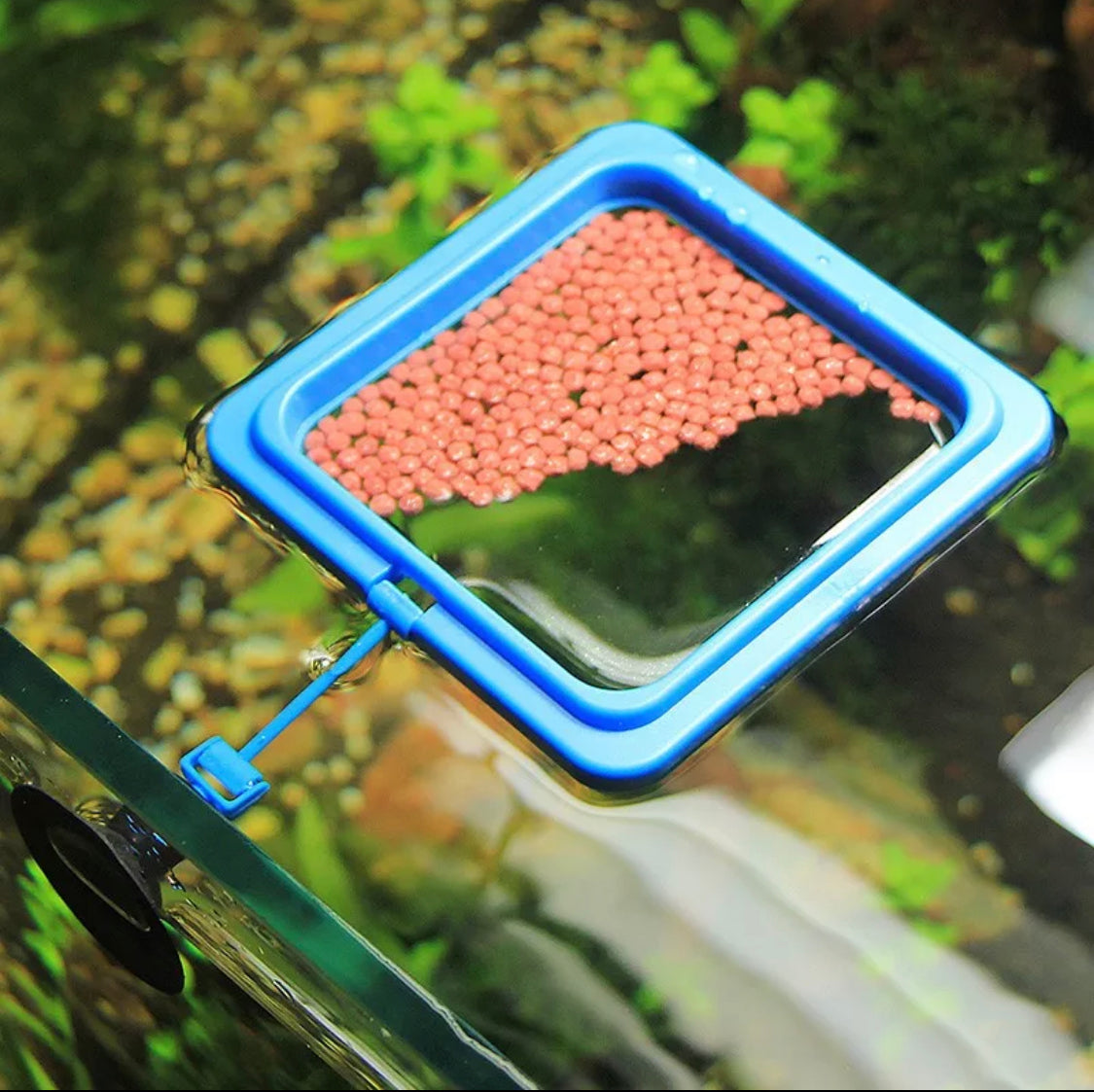 Floating Fish Feeding Ring with Suction Cup (Square) – MarcusFishTanks
