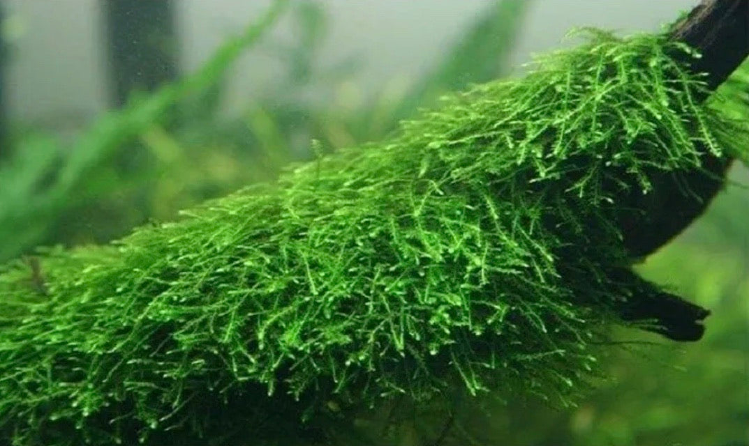 Java Moss Taxiphyllum Barbieri – MarcusFishTanks
