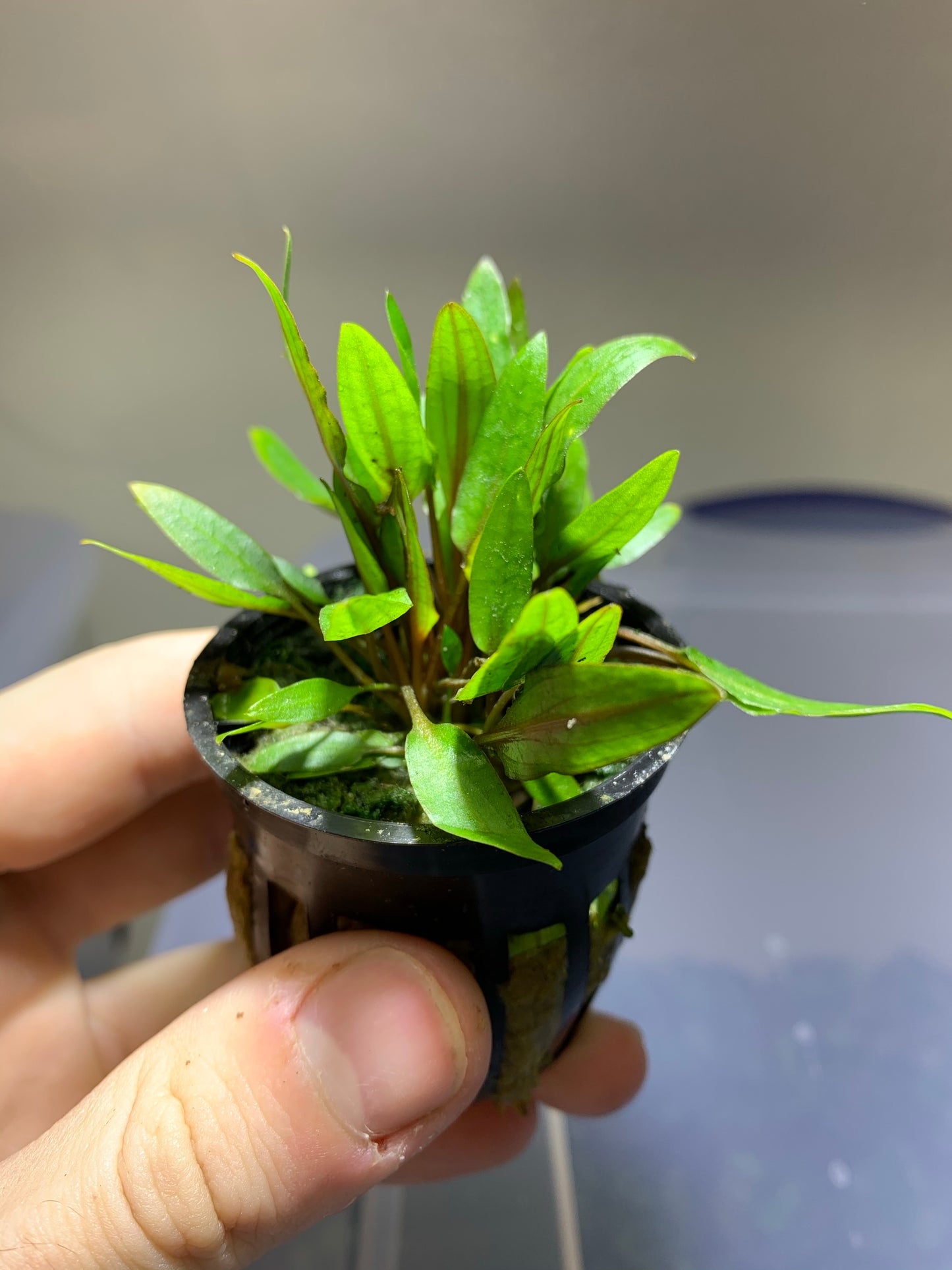 live aquarium plant cryptocoryne wendtii green
