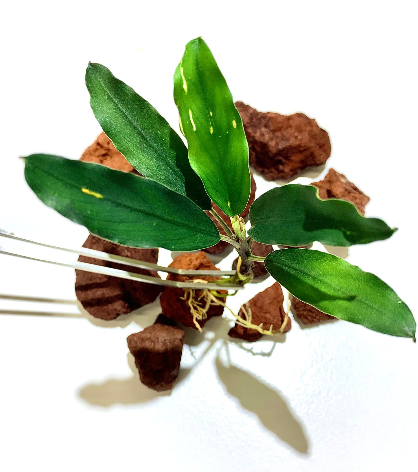 bucephalandra green broad leaf