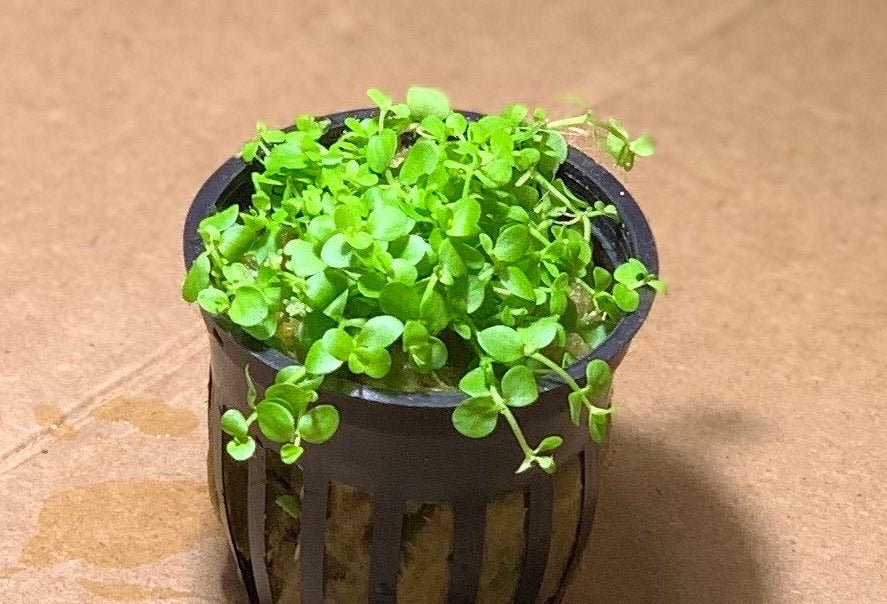 micranthemum monte carlo live aquarium plant