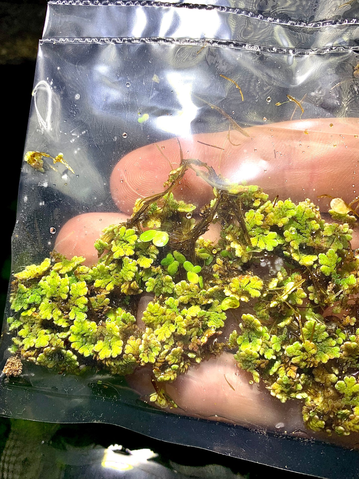 Azolla Filiculoides live floating aquarium plant