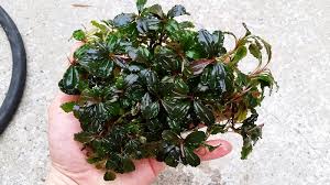 Bucephalandra Buce Large clump