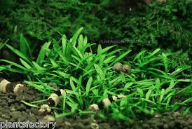 Cryptocoryne Parva