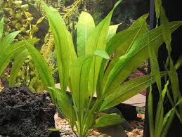 amazon sword echinodorus bleheri live aquarium plant