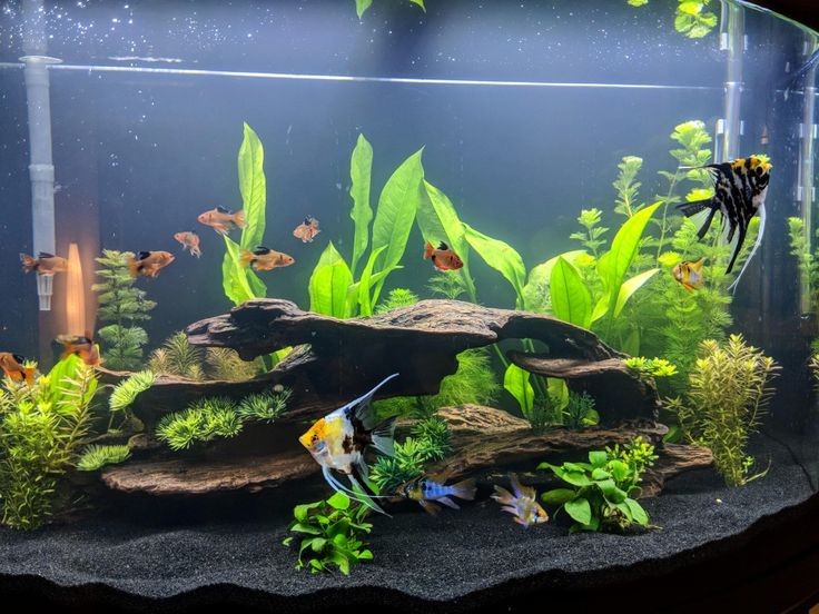 Java Water Tanks Best Aquarium Plants for Goldfish Tank – MarcusFishTanks