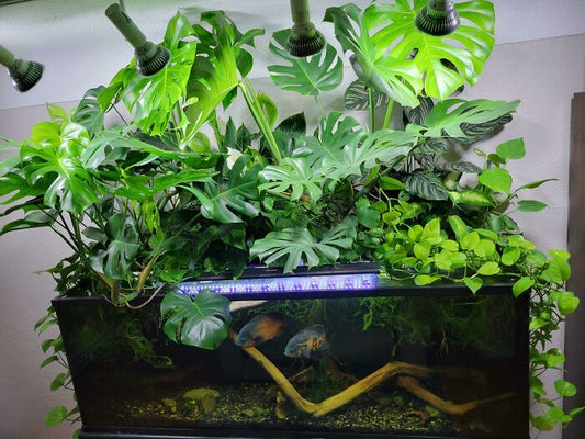 Anubias Nana Petite Care Guide