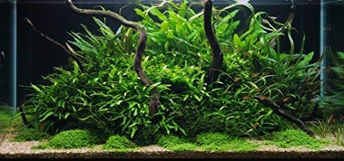 15 Beautiful Aquascaping Ideas for Any Tank