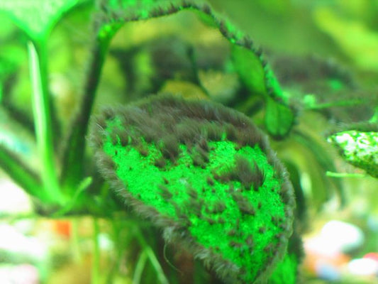 THE SOLUTION TO ALGAE IN AQUARIUMS