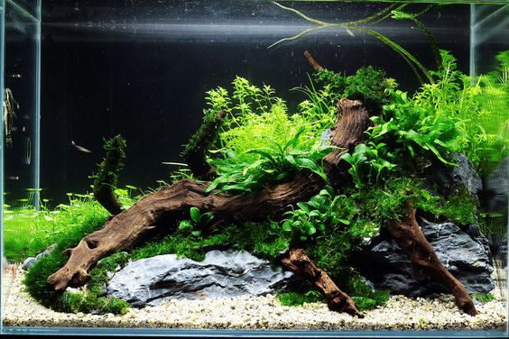 How to Tell if an Aquarium Plant Is Dead
