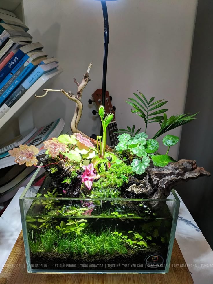 Can Bettas Damage Aquarium Plants?