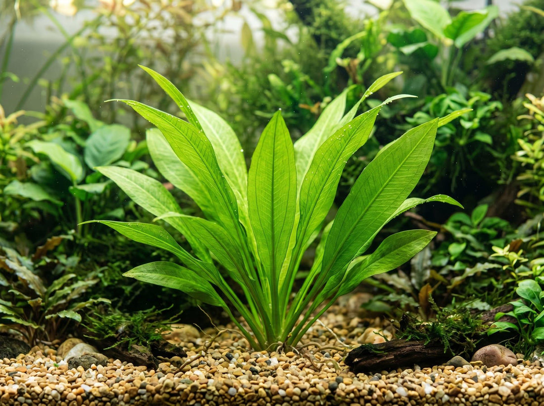 Amazon Sword Care Guide: How to Grow Healthy, Beautiful Aquarium Plants