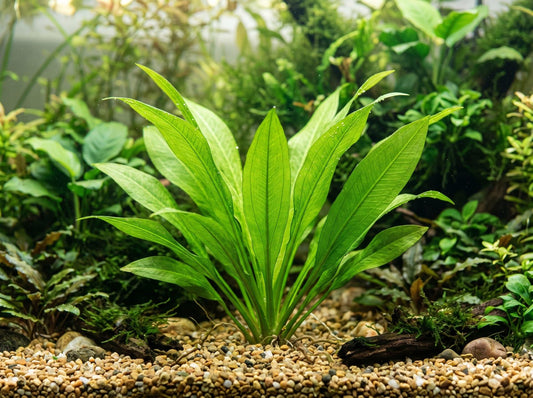 Amazon Sword Care Guide: How to Grow Healthy, Beautiful Aquarium Plants