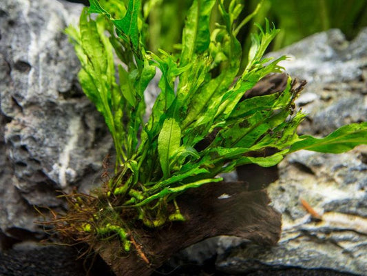 What Water Parameters Do Aquarium Plants Actually Need