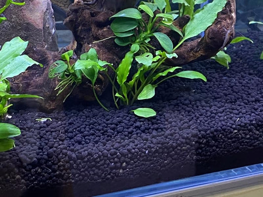 How to Set Up Your First Planted Tank: A Simple Guide for Total Beginners