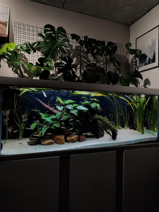 Complete Guide to Anubias Care