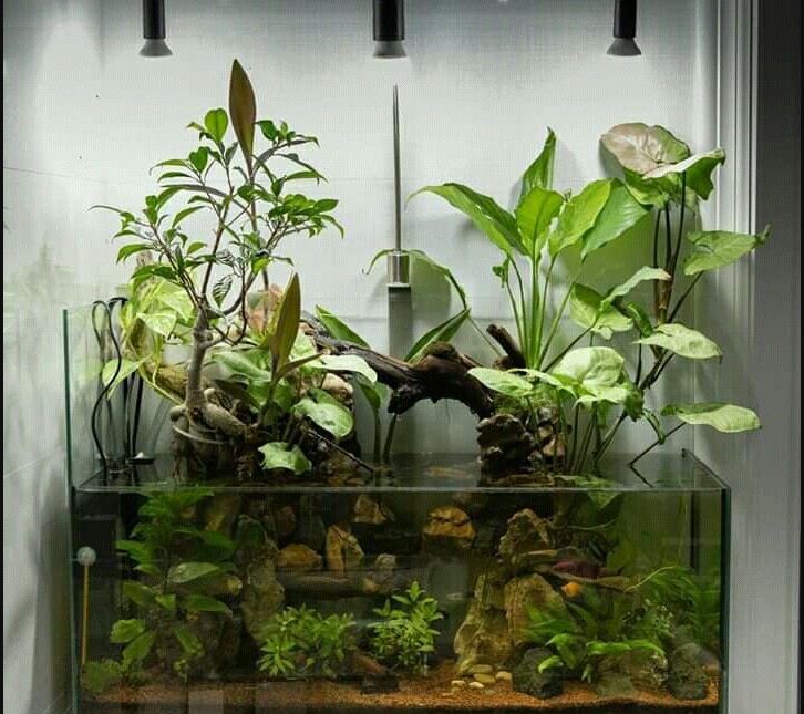 Are You Overfeeding Your Aquarium Plants? Signs and Fixes for Fertilizer Burn