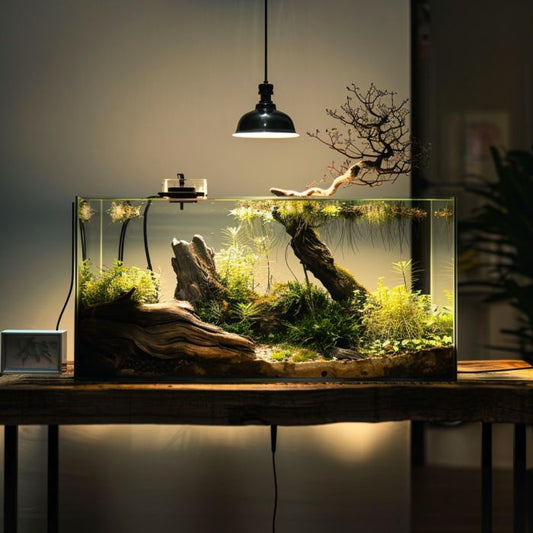 The Best Aquarium Plants for Driftwood and Rock