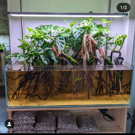 Why Some Tanks Look “Full” With Fewer Plants