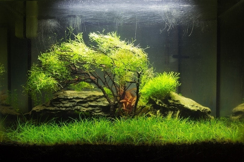 How to Tell if Your Aquarium Plants Are Healthy