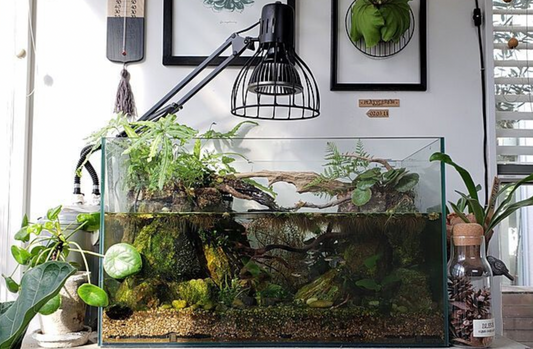 Scaping 101: Using the Golden Ratio for a Jaw-Dropping Aquascape