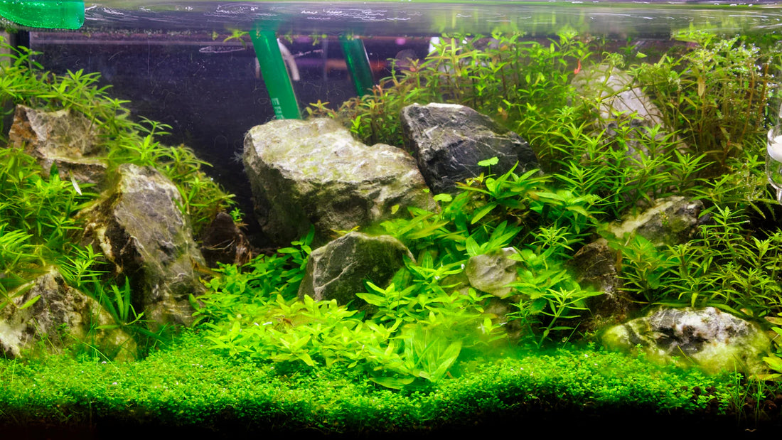 How to Grow Carpet Plants in Your Aquarium: A Complete Guide