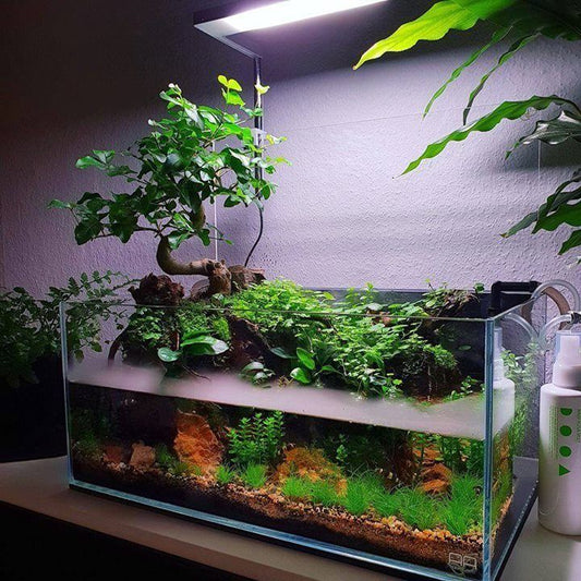 The Importance of Root Tabs for Planted Tanks