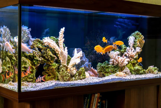 5 Easy Ways to Cool Your Aquarium Water During a Heat Wave